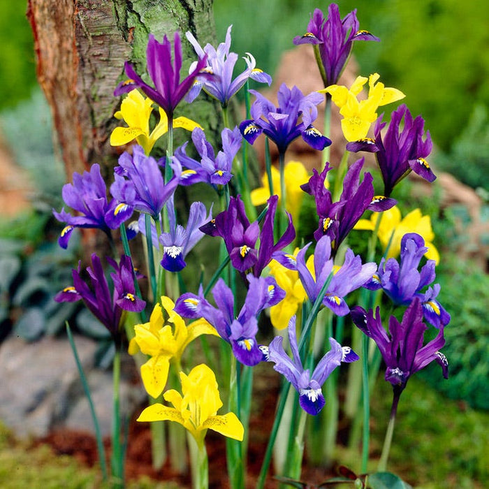 Specie Iris Mix|Specie Iris Bulbs Mix, Iris reticulata and danfordiaea, Specie Iris