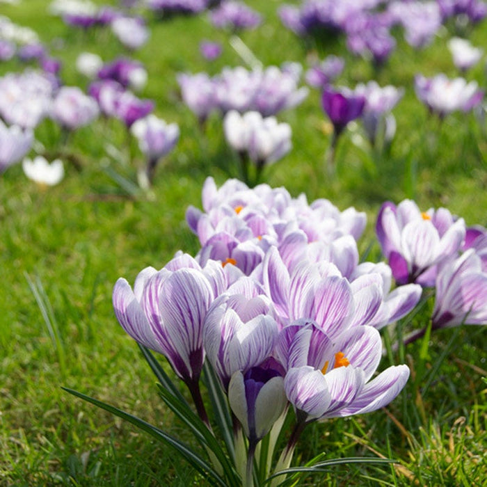 Pickwick Dutch Crocus|Purple and White Dutch Crocus Bulbs Pickwick, Crocus vernus, Dutch Crocus