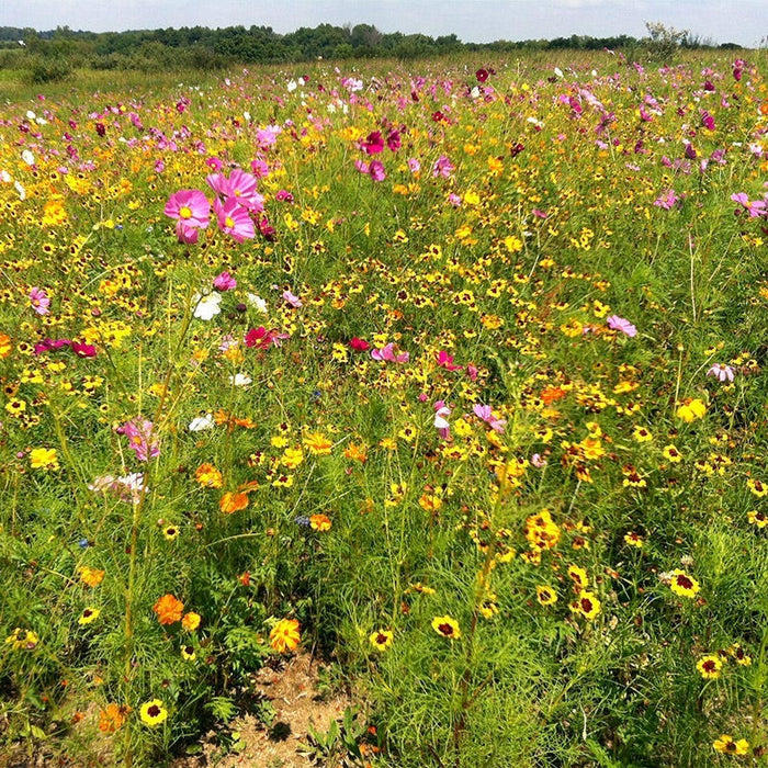 Ohio Select Wildflower Seed Mix