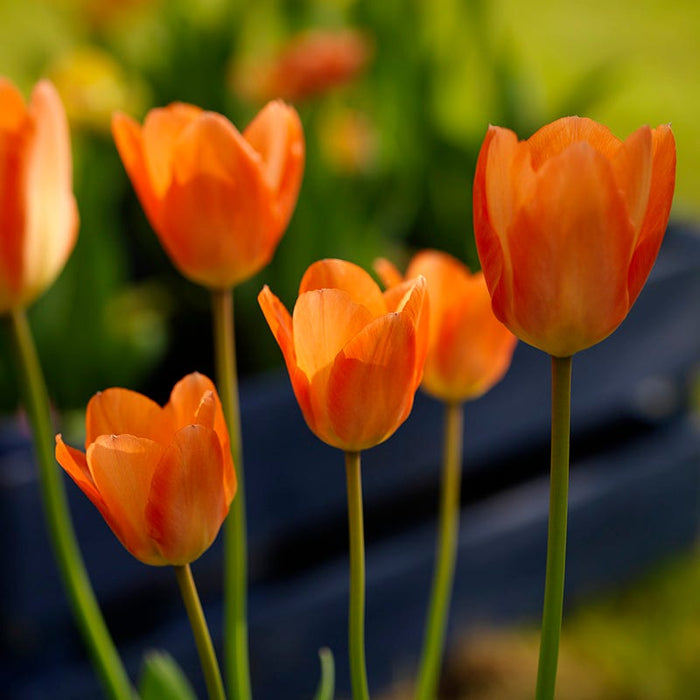 Orange Emperor Tulip|Orange Emperor Tulip