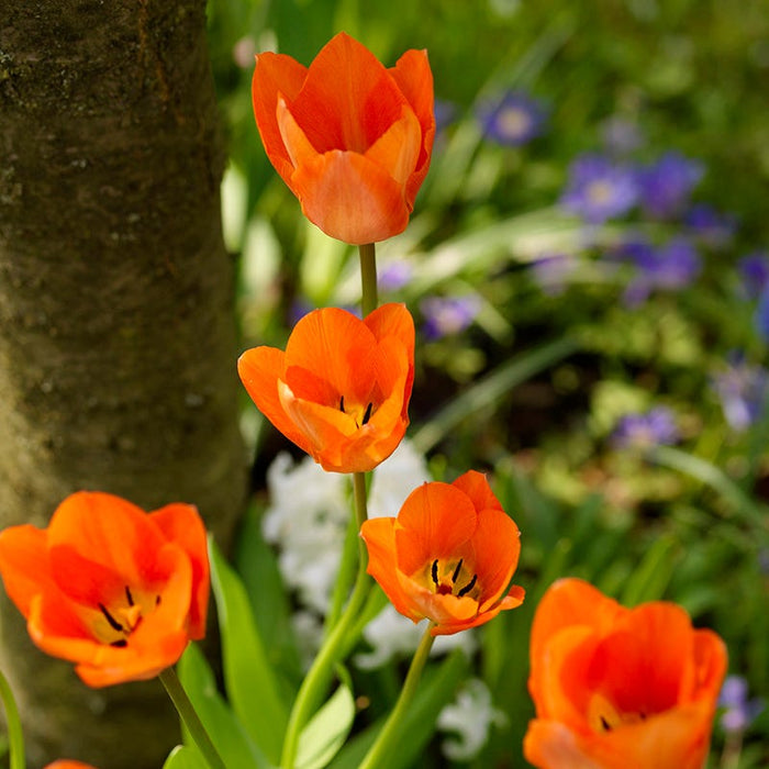 Orange Emperor Tulip|Orange Emperor Tulip