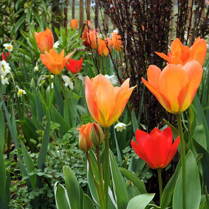 Orange Emperor Tulip|Orange Emperor Tulip