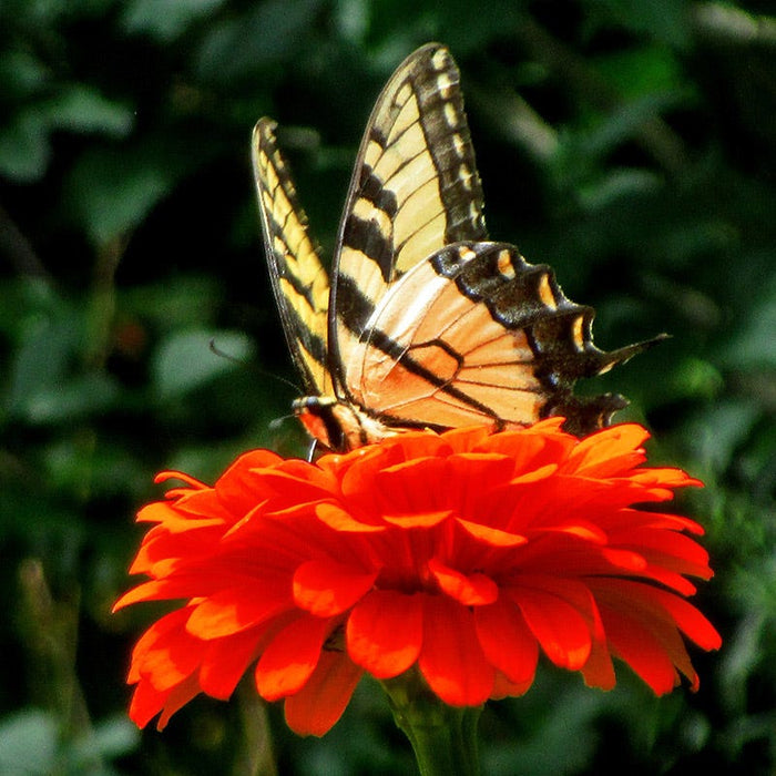 Orange King Zinnia Seeds|Zinnia Seeds Orange King, Zinnia elegans Orange King with pollinator