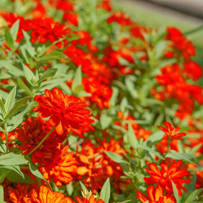 Orange King Zinnia Seeds|Zinnia Seeds Orange King, Zinnia elegans Orange King