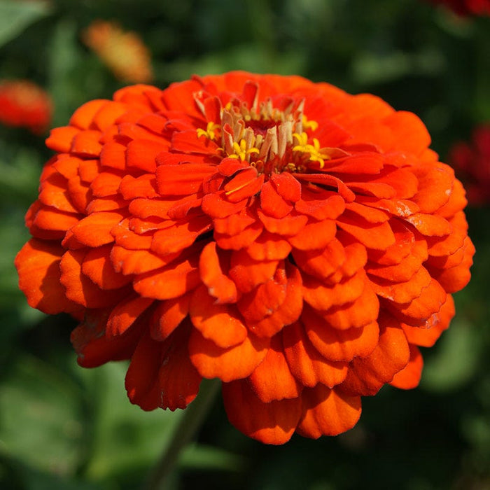 Orange King Zinnia Seeds|Zinnia Seeds Orange King, Zinnia elegans Orange King