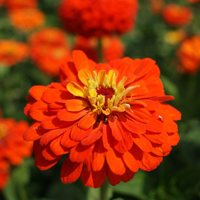 Orange King Zinnia Seeds|Zinnia Seeds Orange King, Zinnia elegans Orange King