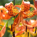 Orange Tiger Lily|Wild Orange Tiger Lily