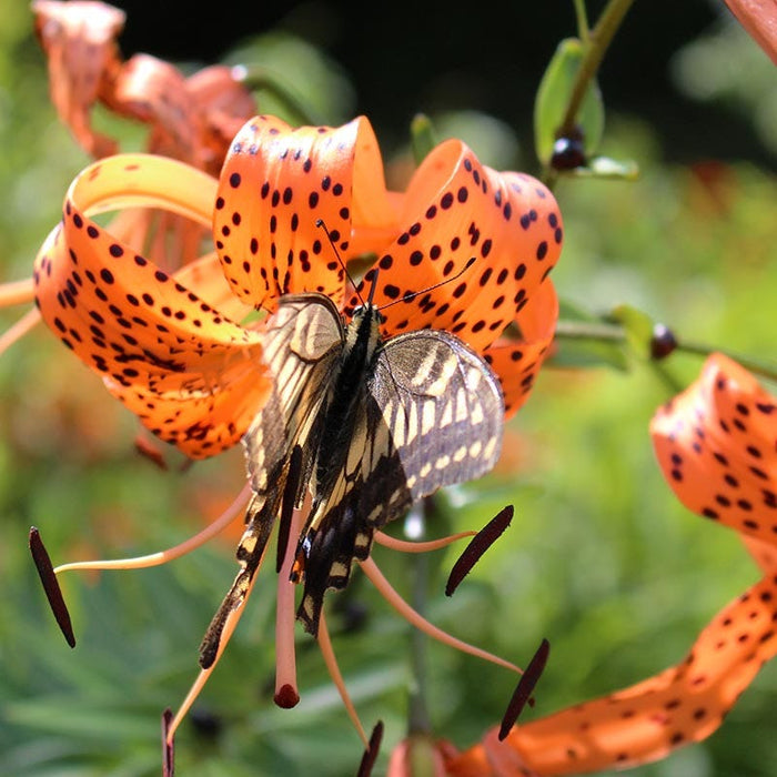 Orange Tiger Lily|Wild Orange Tiger Lily with pollinator