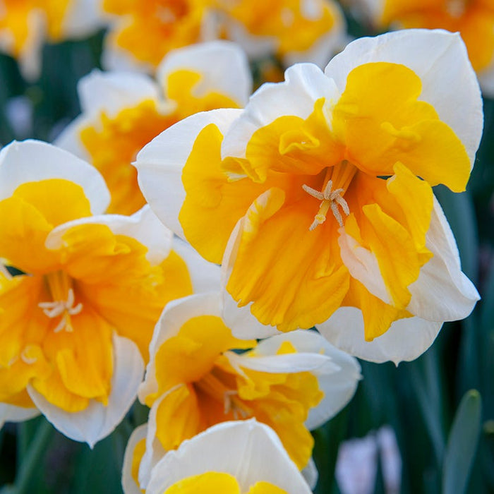 Orangery Butterfly Daffodil|Orangery Butterfly Daffodil
