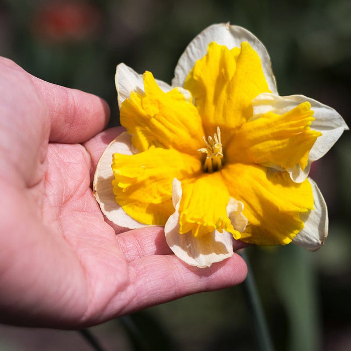 Orangery Butterfly Daffodil|Orangery Butterfly Daffodil