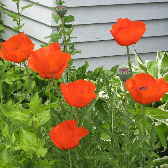 Oriental Poppy Seeds|Orange Oriental Poppy Seeds, Papaver orientale