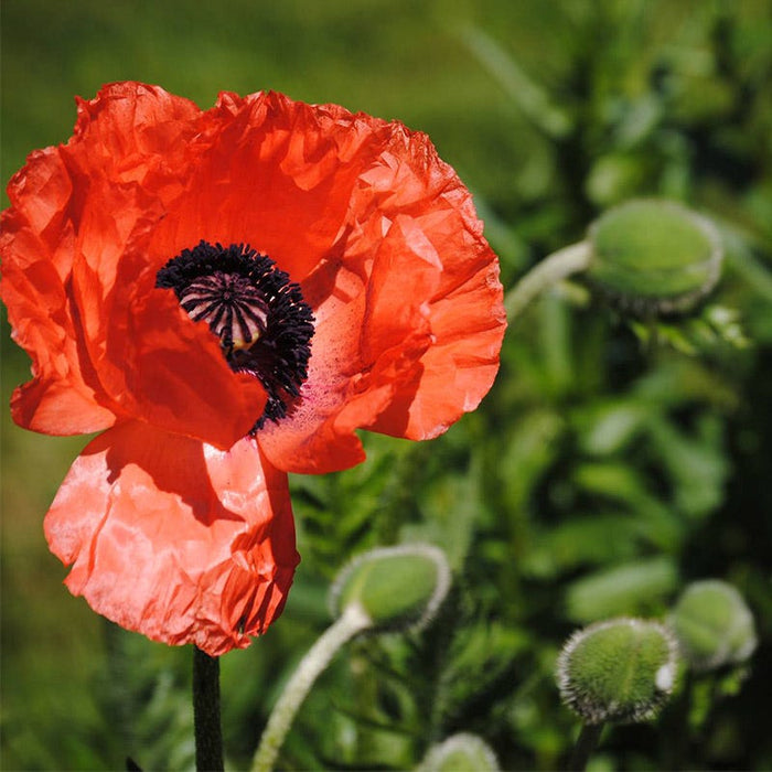 Oriental Poppy Seeds|Orange-red Oriental Poppy Wildflower close up, Papaver orientale in the garden