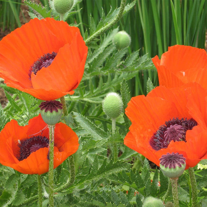 Oriental Poppy Seeds|Orange-red Oriental Poppy Wildflower in the garden