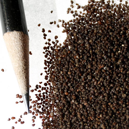 Oriental Poppy Seeds|Oriental Poppy Seeds, Papaver orientale