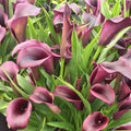 Outback® Calla Lily|Zantedeschia, Outback® Calla Lilies  in bloom