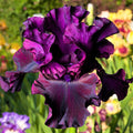 Ozark Rebounder Reblooming Bearded Iris|'Ozark Rebounder' Reblooming Bearded Iris