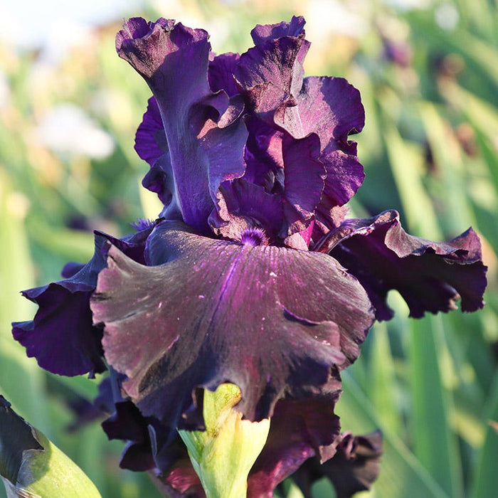 Ozark Rebounder Reblooming Bearded Iris|'Ozark Rebounder' Reblooming Bearded Iris