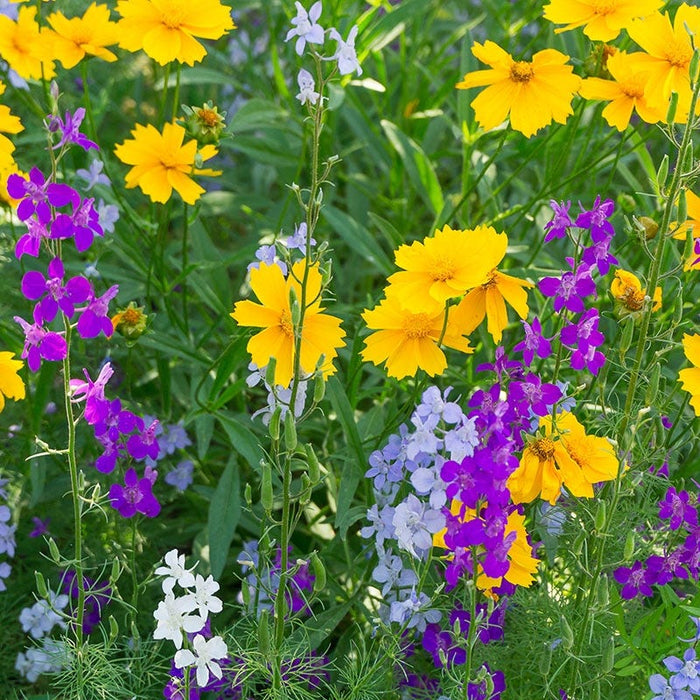 Pacific Northwest Wildflower Seed Mix|Pacific Northwest Wildflower Seed Mix