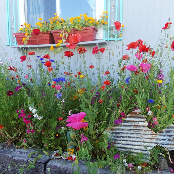 Pacific Northwest Wildflower Seed Mix|Pacific Northwest Wildflower Seed Mix, Customer Photo by Megan D.