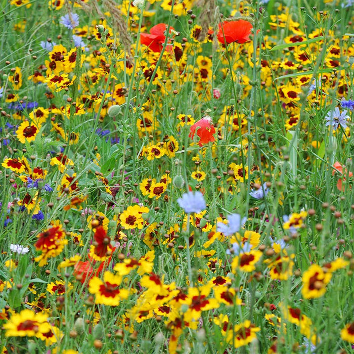 Pacific Northwest Wildflower Seed Mix|Pacific Northwest Wildflower Seed Mix - Red Poppy, Coreopsis & Blue Cornflowers, Customer Photo by Angela B.