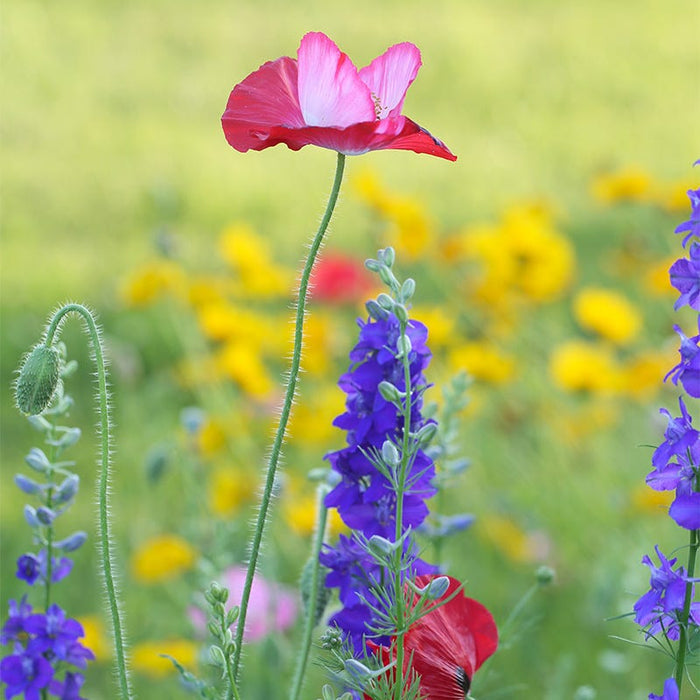 Pacific Northwest Wildflower Seed Mix|Pacific Northwest Wildflower Seed Mix - Red Poppy & Delphinium, Customer Photo by Connie E.