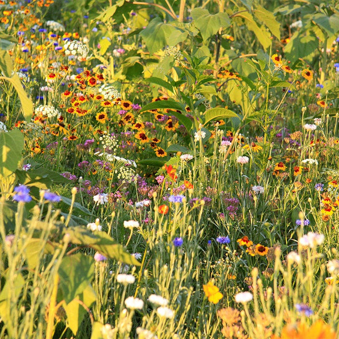 Pacific Northwest Wildflower Seed Mix|Pacific Northwest Wildflower Seed Mix