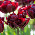 Palmyra Double Early Tulip|Palmyra Double Early Tulip