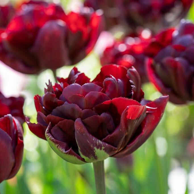Palmyra Double Early Tulip|Palmyra Double Early Tulip