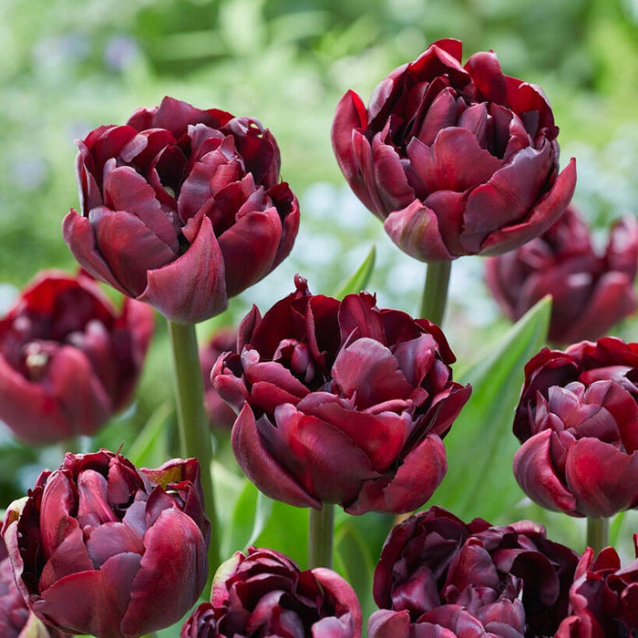 Palmyra Double Early Tulip|Palmyra Double Early Tulip