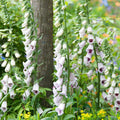 Pam's Choice Split Foxglove|Pam’s Choice Split Foxglove, Digitalis purpurea