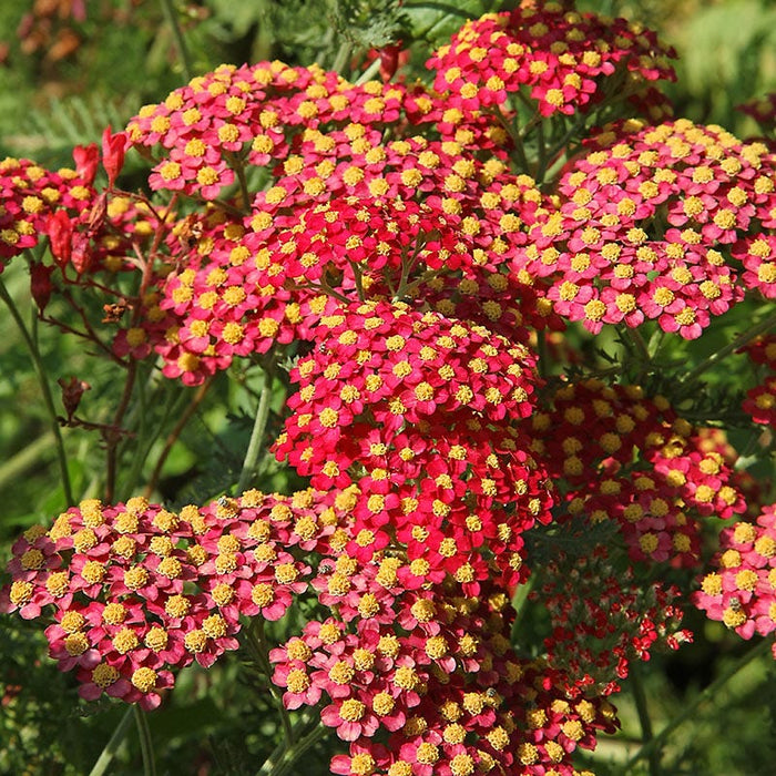 Paprika Yarrow|Paprika Yarrow