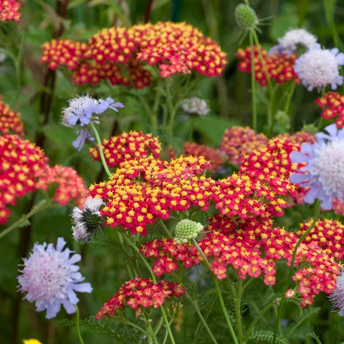Paprika Yarrow|Paprika Yarrow
