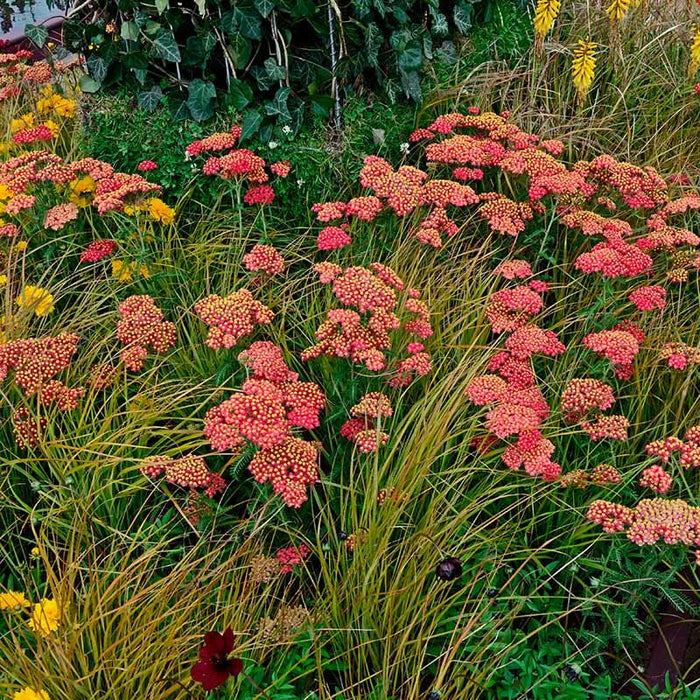 Paprika Yarrow|Paprika Yarrow