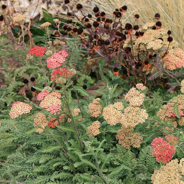 Paprika Yarrow|Paprika Yarrow