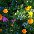 Partial Shade Wildflower Seed Mix|Partial Shade Wildflower Seed Mix with Forget-Me-Nots, California Poppies, and Catchfly