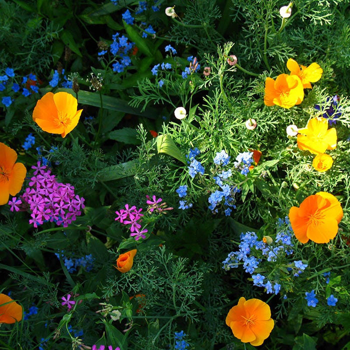 Partial Shade Wildflower Seed Mix|Partial Shade Wildflower Seed Mix with Forget-Me-Nots, California Poppies, and Catchfly