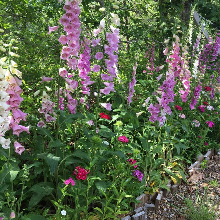 Partial Shade Wildflower Seed Mix|Partial Shade Wildflower Seed Mix, Customer Photo
