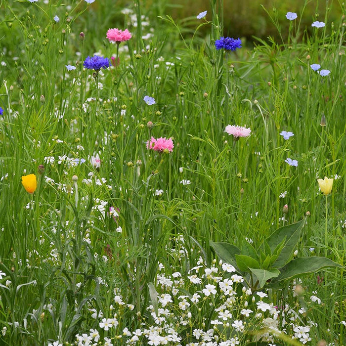 Partial Shade Wildflower Seed Mix|Partial Shade Wildflower Seed Mix