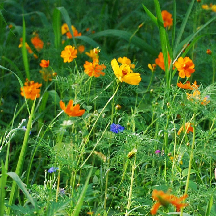 Partial Shade Wildflower Seed Mix|Partial Shade Wildflower Seed Mix