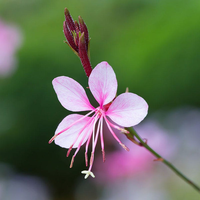 Passionate Rainbow Gaura|Pink Wand Flower Passionate Rainbow, Gaura lindheimeri Passionate Rainbow, Wand Flower