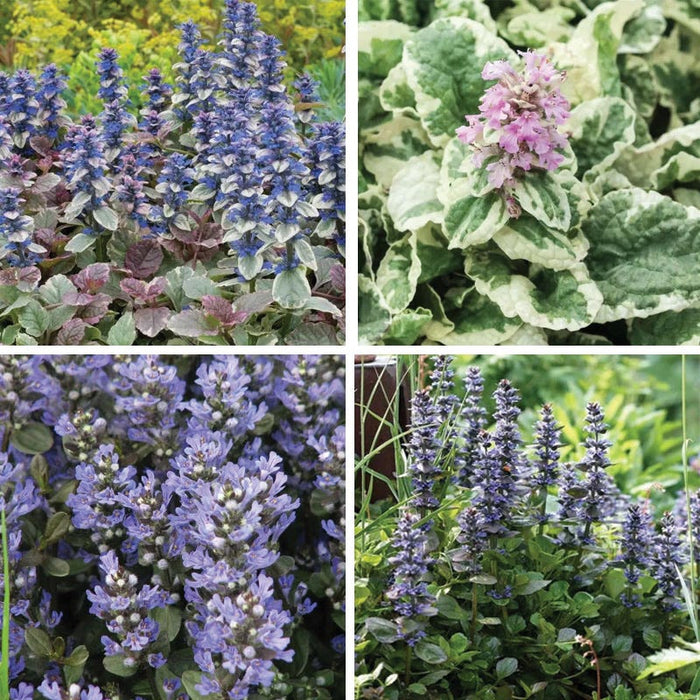 Patchwork Ajuga Low Grow Collection|Patchwork Ajuga Low Grow Collection