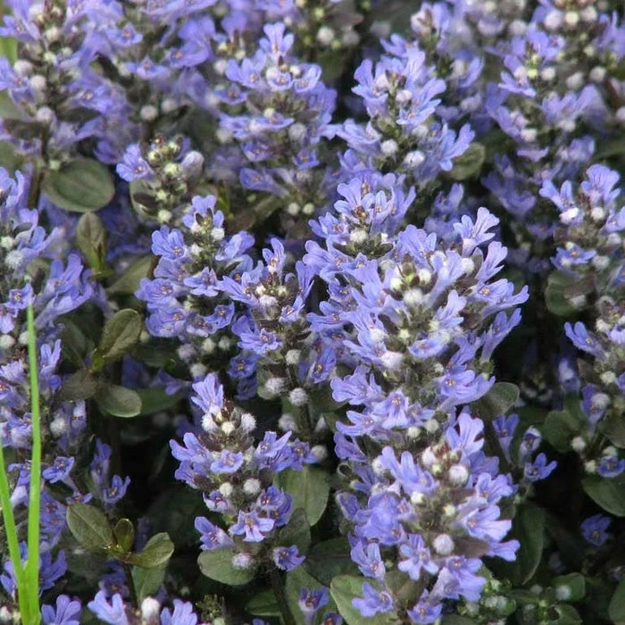Patchwork Ajuga Low Grow Collection|Chocolate Chip Ajuga