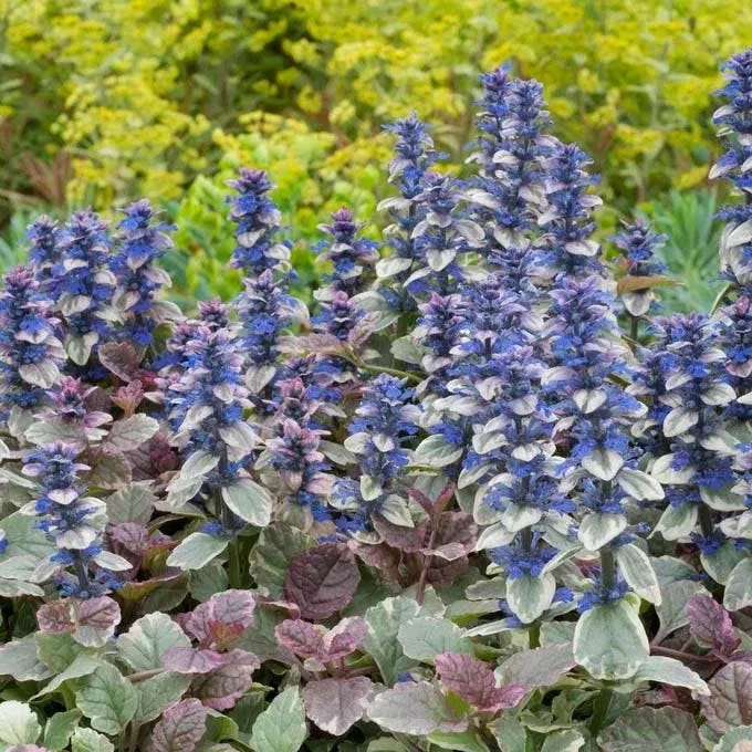 Patchwork Ajuga Low Grow Collection|Burgundy Glow Ajuga