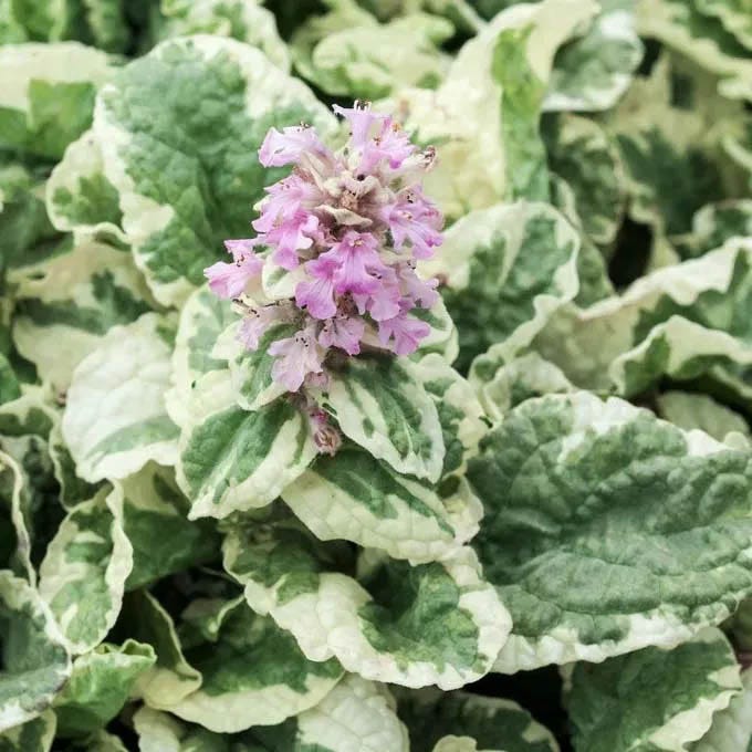 Patchwork Ajuga Low Grow Collection|Pink Lightning Ajuga