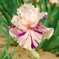 Peach Jam Reblooming Bearded Iris|Peach Jam Reblooming Bearded Iris, Purple and Pink