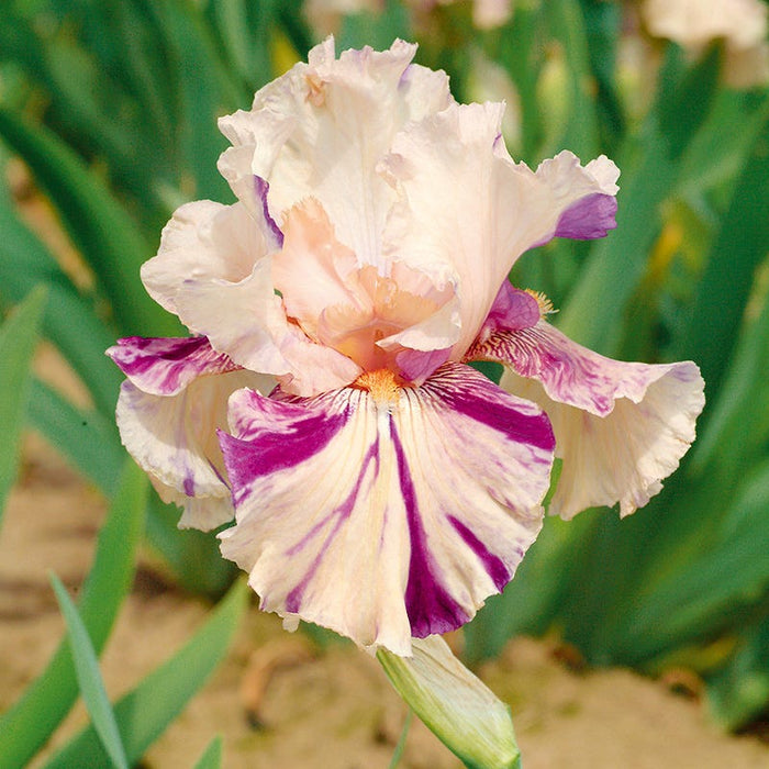 Peach Jam Reblooming Bearded Iris|Peach Jam Reblooming Bearded Iris, Purple and Pink