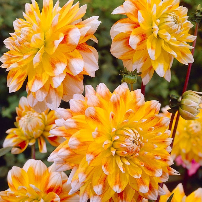 Peaches and Cream Dinner Plate Dahlia|Orange and Yellow Dinnerplate Dahlia Peaches and Cream