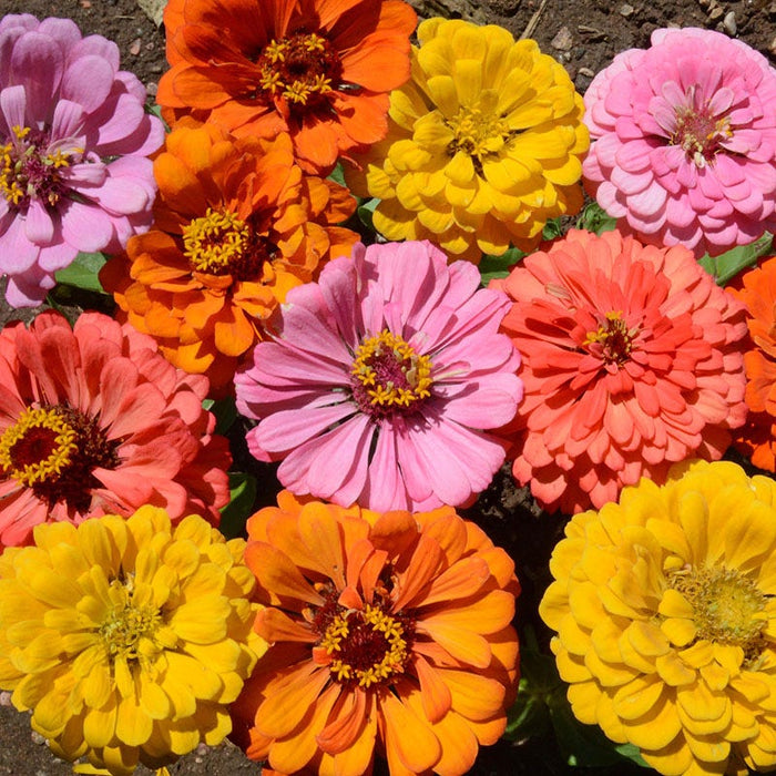 Peachy Keen Zinnia Seed Mix|Peachy Keen Zinnia Mix, Zinnia elegans Peachy Keen Mix