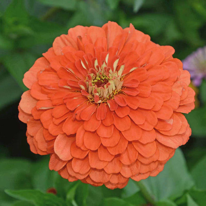 Peachy Keen Zinnia Seed Mix|Coral Zinnia Seeds