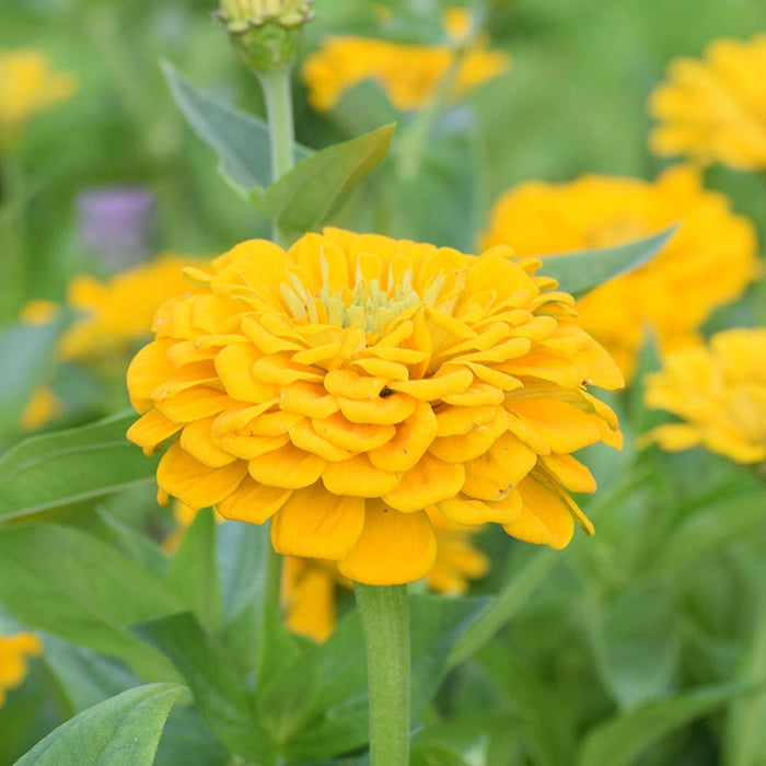 Peachy Keen Zinnia Seed Mix|Zinnia Seeds Canary Bird
